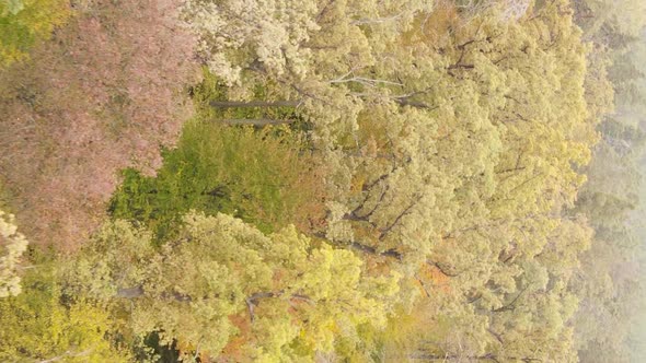 Vertical Video Autumn Forest with Trees in Ukraine Slow Motion