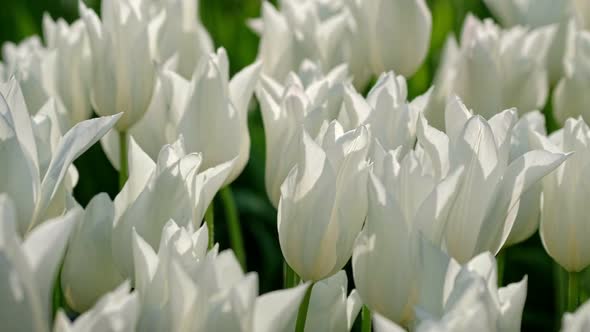 Blooming Tulips in Flower Garden