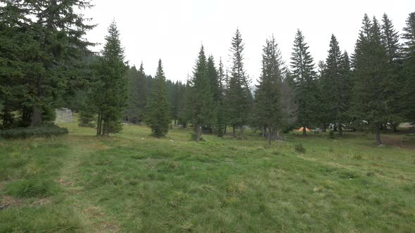 Fir trees in a mountain area