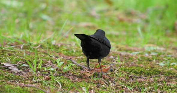 Common Blackbird or Turdus Merula Looking for Food on Grass