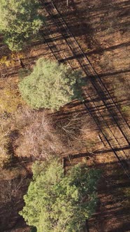 Vertical Video of a Beautiful Forest in the Afternoon Aerial View