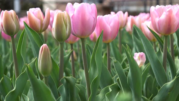 Lovely Pink Tulips