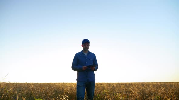 Farmer Businessman Walking Down Wheat Field Inspects Field Ripe Wheat at Sunrise