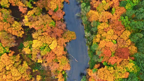 Top down view of river and colorful forest in Poland