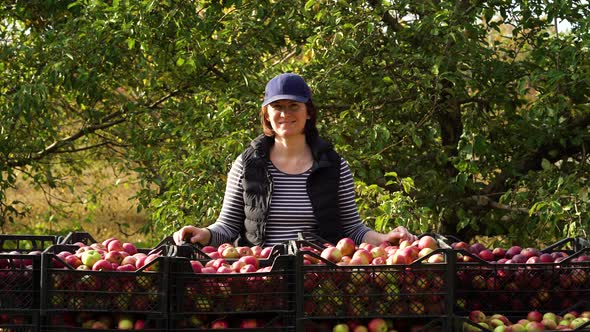 Female Farmer Posing Near Harvested Apples