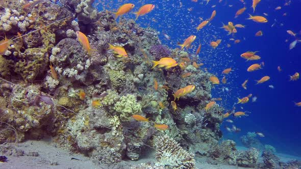 Beautiful Red Sea Lion-Fish