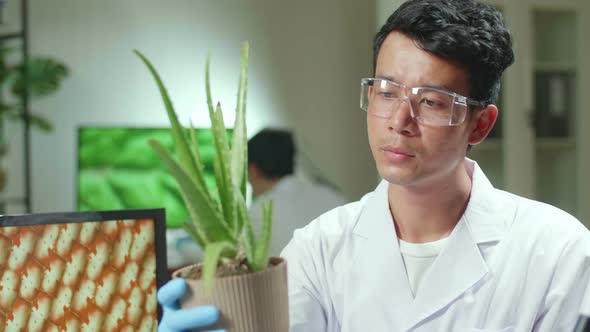 Asian Man Researcher Looking At Aloe Vera. Scientist Observing Genetic Mutation On Plants
