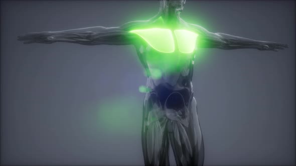 Pectorsl Muscule - Visible Muscle Anatomy Map alt