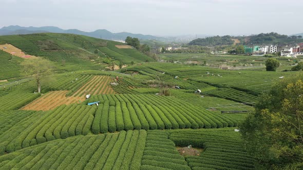 Tea plantation in mountain