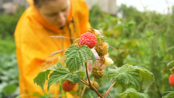 Delicate Raspberries Sway in Wind Against Women Windbreaker