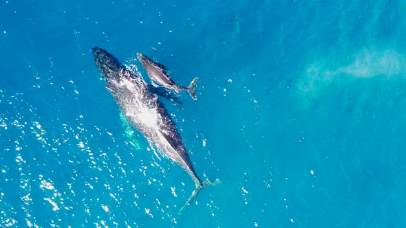A whale and its calf swim side by side