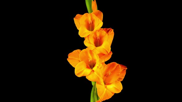 Time lapse of Opening Orange Gladiolus Flower