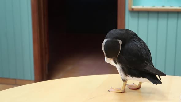 Cute funny Icelandic puffin bird on the table