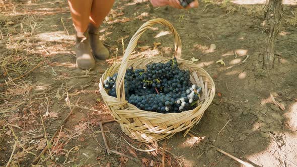 Woman Hands Placing Grapes in a Basket