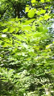 Vertical Video of Forest By Day