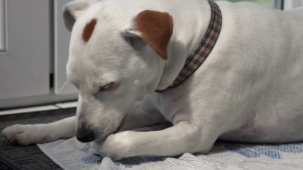 LOCKED OFF shot of Jack Russell Cross licking own leg whilst sitting down in the patio