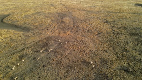 Wild Saiga Antelope Running. Herd of Antelope Running on Steppes To River.  Hdr Slow Motion