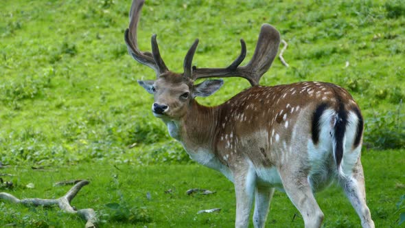 Deer scratch his back with his antler 