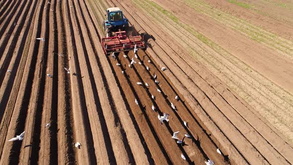 Agricultural Work on a Tractor Farmer Sows Grain. Hungry Birds Are Flying Behind the Tractor