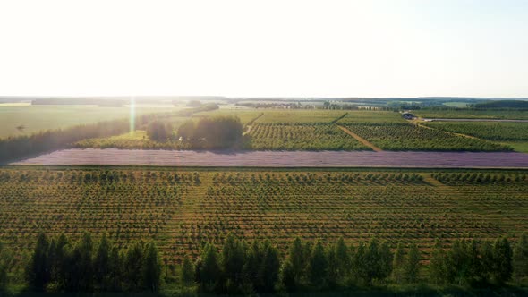 Aerial Over Farmer Garden With Apple Citrus Cherry Trees Planted In Row