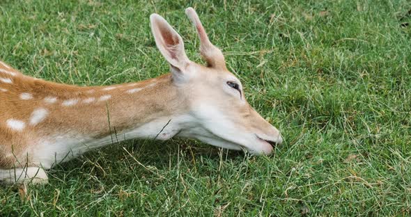 Funny Sika Deer is Scratching Its Head on Grass on Green Meadow