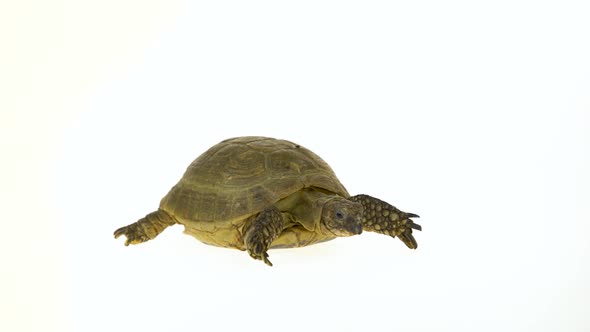 Turtle Isolated on a White Background at Studio.