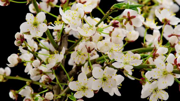 White Flowers Blossoms on the Branches Cherry Tree