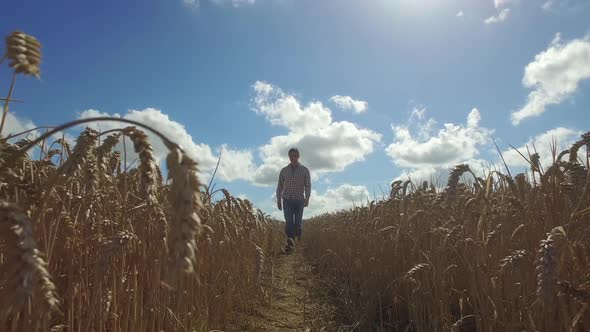 Farmer in wheat field