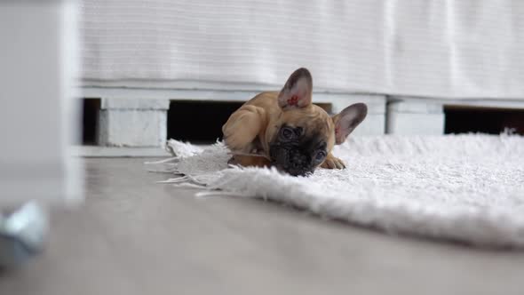 Funny French Bulldog on the Carpet in the Light and Bright Room