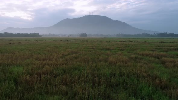 Drone shot fly over harvested paddy field