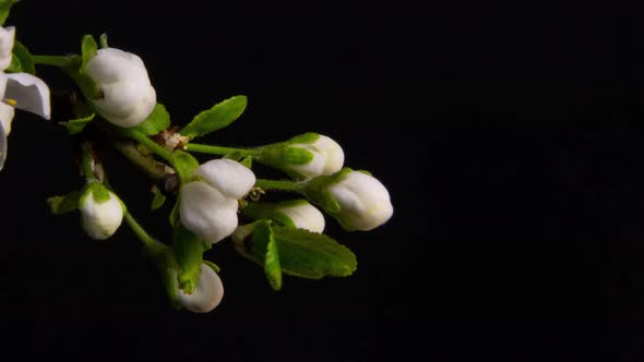 Flowering Branches on a Black Background