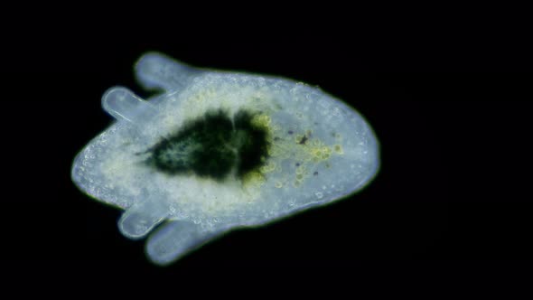 Larva of Worm Polycladida Under Microscope Class Turbellaria