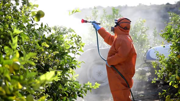 Farm worker spraying pesticide and insecticide on protective suit at lemon trees plantation 