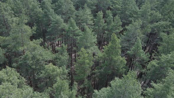 Pine Forest in the Afternoon Aerial View Slow Motion