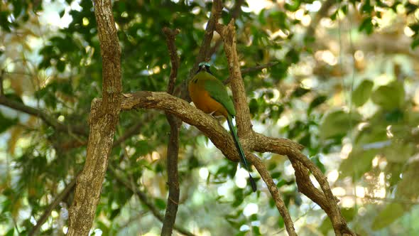 A beautiful bird standing on a tree branch looks around amidst dense vegetation