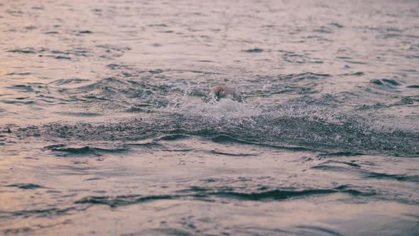 Ocean with a Butterfly Swimmer Crossing It