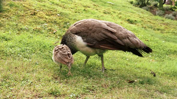 Mother peafowl with babies feeding. Pavo cristatus. Peacock family