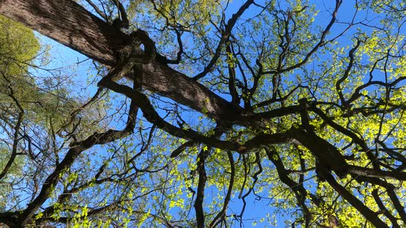 Vertical Video of the Forest in the Spring on a Sunny Day