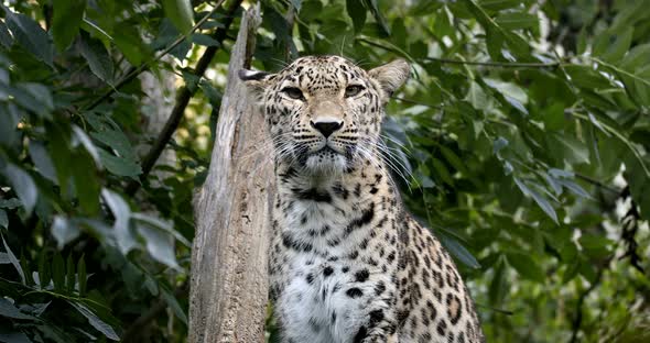 ceylon Sri Lankan leopard, (Panthera pardus kotiya)