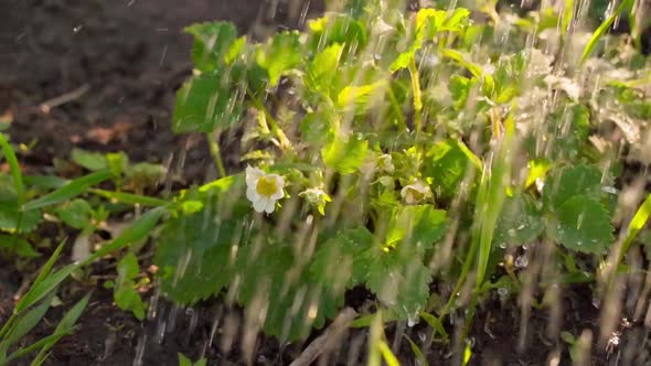 Watering Blooming Strawberries in the Sun