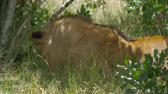 Lion resting on grass