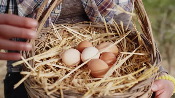 Fresh Chicken Eggs in the Basket