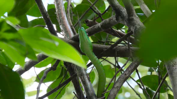 closeup shot of a green vine snake on a tree