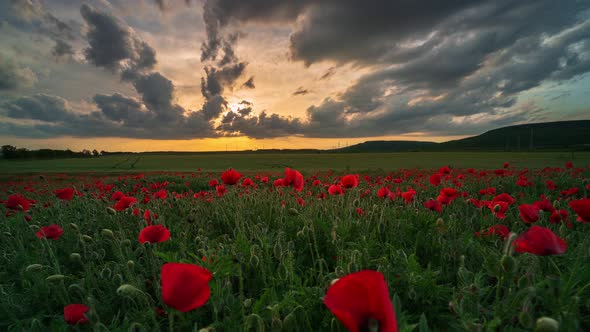Spring field of poppies at sunset