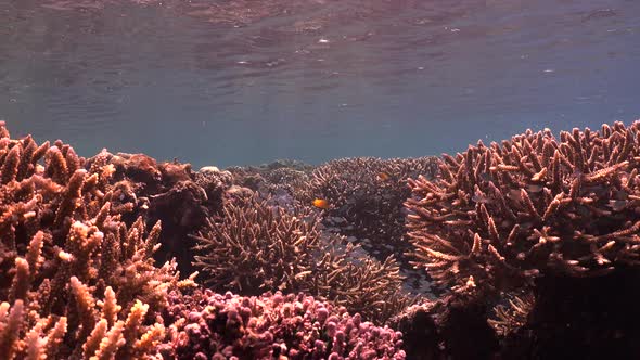 Underwater coral reef scene with staghorn corals close to the water surface