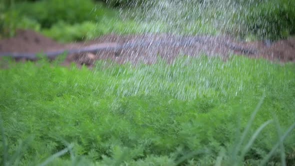 Drops of Clean Water Fall on the Fresh Green Dill Growing in the Garden