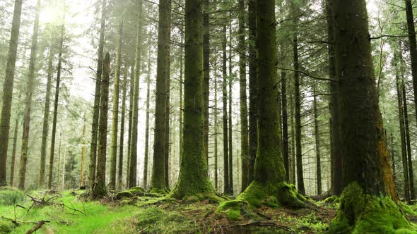 Panning Through a Forest