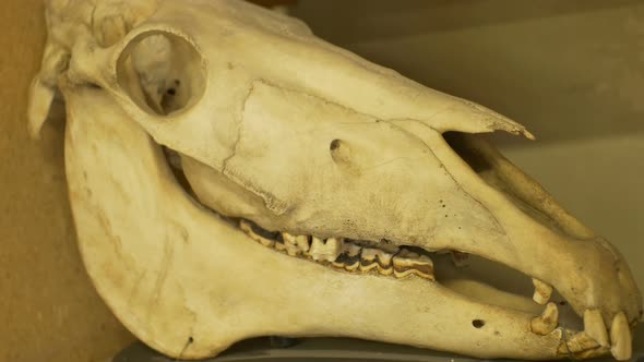Horse Skull On Lab