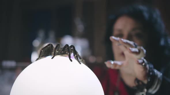 Fortune Teller Divining Future Using Crystal Ball and Large Spider