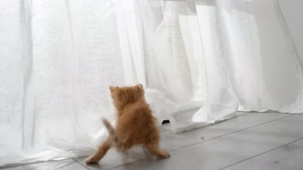 Two Curious Kittens Cats Playing with White Curtains Hanging Jump Up Hidden at Home